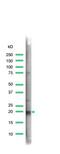 Ras Homolog Family Member A antibody, MBS301556, MyBioSource, Western Blot image 