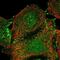 Eukaryotic Translation Initiation Factor 2B Subunit Beta antibody, NBP2-38572, Novus Biologicals, Immunofluorescence image 