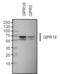 G Protein-Coupled Receptor 18 antibody, PA3-006, Invitrogen Antibodies, Western Blot image 