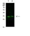 TNF Alpha Induced Protein 8 Like 3 antibody, A14951, Boster Biological Technology, Western Blot image 