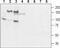 Interleukin 6 Signal Transducer antibody, PA5-77476, Invitrogen Antibodies, Western Blot image 