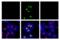 Activating Transcription Factor 2 antibody, 61584S, Cell Signaling Technology, Immunofluorescence image 