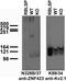 Zinc Finger Protein 423 antibody, 73-336, Antibodies Incorporated, Western Blot image 