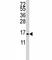 S100 Calcium Binding Protein A11 antibody, F48225-0.4ML, NSJ Bioreagents, Western Blot image 