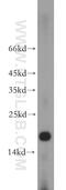 NudC Domain Containing 2 antibody, 21205-1-AP, Proteintech Group, Western Blot image 