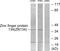 Zinc Finger Protein 134 antibody, LS-C118932, Lifespan Biosciences, Western Blot image 