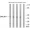 DnaJ Heat Shock Protein Family (Hsp40) Member B11 antibody, A05802, Boster Biological Technology, Western Blot image 