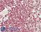 KKA3 antibody, LS-B14405, Lifespan Biosciences, Immunohistochemistry paraffin image 