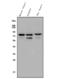 RAD17 Checkpoint Clamp Loader Component antibody, A02159-2, Boster Biological Technology, Western Blot image 