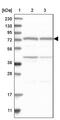 Cleavage And Polyadenylation Specific Factor 3 antibody, PA5-57005, Invitrogen Antibodies, Western Blot image 