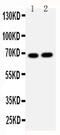 Lamin B2 antibody, PA5-79608, Invitrogen Antibodies, Western Blot image 
