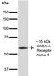 Gamma-Aminobutyric Acid Type A Receptor Alpha5 Subunit antibody, orb376697, Biorbyt, Western Blot image 