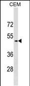 Secretogranin-3 antibody, PA5-48867, Invitrogen Antibodies, Western Blot image 