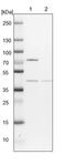 COP9 Signalosome Subunit 4 antibody, PA5-57863, Invitrogen Antibodies, Western Blot image 