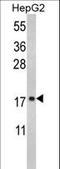 Ribosomal Protein S15 antibody, LS-C162732, Lifespan Biosciences, Western Blot image 