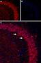 P2Y purinoceptor 1 antibody, PA5-77678, Invitrogen Antibodies, Immunohistochemistry frozen image 