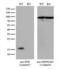 Peptidylprolyl Isomerase F antibody, LS-C794686, Lifespan Biosciences, Western Blot image 