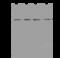 Reticulocalbin 1 antibody, 200510-T40, Sino Biological, Western Blot image 