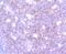 Synaptosome Associated Protein 23 antibody, NBP2-67157, Novus Biologicals, Immunohistochemistry paraffin image 
