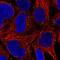 G Protein Nucleolar 1 (Putative) antibody, NBP2-54938, Novus Biologicals, Immunofluorescence image 