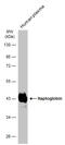 Haptoglobin antibody, GTX103894, GeneTex, Western Blot image 