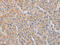 Myosin Light Chain 6 antibody, CSB-PA777739, Cusabio, Immunohistochemistry frozen image 