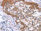 Apoptotic Peptidase Activating Factor 1 antibody, CSB-PA229662, Cusabio, Immunohistochemistry frozen image 