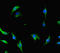 CCR4-NOT transcription complex subunit 1 antibody, LS-C677570, Lifespan Biosciences, Immunofluorescence image 