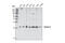 Centrin 2 antibody, 2091S, Cell Signaling Technology, Western Blot image 