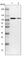 TBC1 Domain Containing Kinase antibody, HPA039951, Atlas Antibodies, Western Blot image 