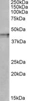 Hyperpolarization Activated Cyclic Nucleotide Gated Potassium Channel 3 antibody, 42-620, ProSci, Western Blot image 