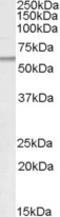 Patatin Like Phospholipase Domain Containing 2 antibody, LS-B2404, Lifespan Biosciences, Western Blot image 