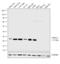Ubiquitin C-Terminal Hydrolase L1 antibody, PA5-11983, Invitrogen Antibodies, Western Blot image 