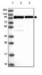 Splicing Factor Proline And Glutamine Rich antibody, HPA047513, Atlas Antibodies, Western Blot image 