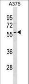 Mucin Like 3 antibody, LS-C157691, Lifespan Biosciences, Western Blot image 