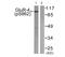 Glutamate Ionotropic Receptor AMPA Type Subunit 4 antibody, LS-C199002, Lifespan Biosciences, Western Blot image 