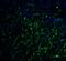 LIM Homeobox Transcription Factor 1 Alpha antibody, A06287, Boster Biological Technology, Immunofluorescence image 