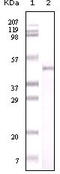 Nicotinamide Phosphoribosyltransferase antibody, M00770, Boster Biological Technology, Western Blot image 