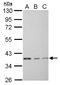 Eukaryotic Translation Elongation Factor 1 Delta antibody, LS-C155318, Lifespan Biosciences, Western Blot image 