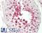 Fatty Acid Amide Hydrolase antibody, LS-B13856, Lifespan Biosciences, Immunohistochemistry paraffin image 