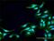 ACK1 antibody, H00010188-D01P, Novus Biologicals, Immunocytochemistry image 