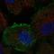 Tyrosine-protein kinase Tec antibody, HPA024657, Atlas Antibodies, Immunofluorescence image 