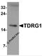 TDRG1 antibody, 7105, ProSci Inc, Western Blot image 