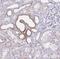 Aquaporin 6 antibody, NBP1-90119, Novus Biologicals, Immunohistochemistry frozen image 