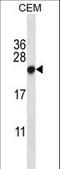 Chromobox 5 antibody, LS-C168367, Lifespan Biosciences, Western Blot image 