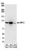 HDGF Like 2 antibody, NBP2-32074, Novus Biologicals, Western Blot image 
