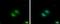RNA Binding Motif Protein 22 antibody, PA5-31469, Invitrogen Antibodies, Immunofluorescence image 