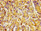 Integrin Subunit Alpha 1 antibody, LS-C670486, Lifespan Biosciences, Immunohistochemistry paraffin image 