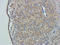 SMAD Family Member 7 antibody, orb11386, Biorbyt, Immunohistochemistry paraffin image 
