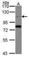 Cell Division Cycle 5 Like antibody, GTX112603, GeneTex, Western Blot image 